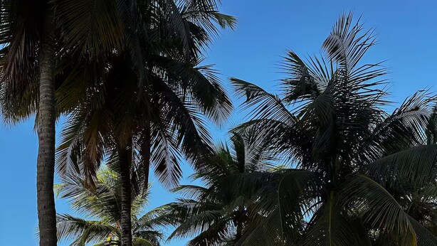 A beach with palm trees, a sandy shore, and the ocean in the background. - Isla Verde Beach Studio with Pool & Parking! A2 (Carolina)