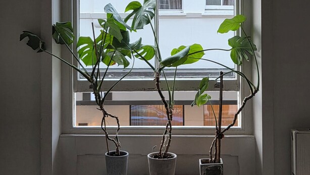 A window with three potted plants on a small table. - Cozy flat in Marylebone (London)