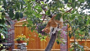Un gato en una rama de árbol en un jardín con una valla de madera y un muro de piedra al fondo.
