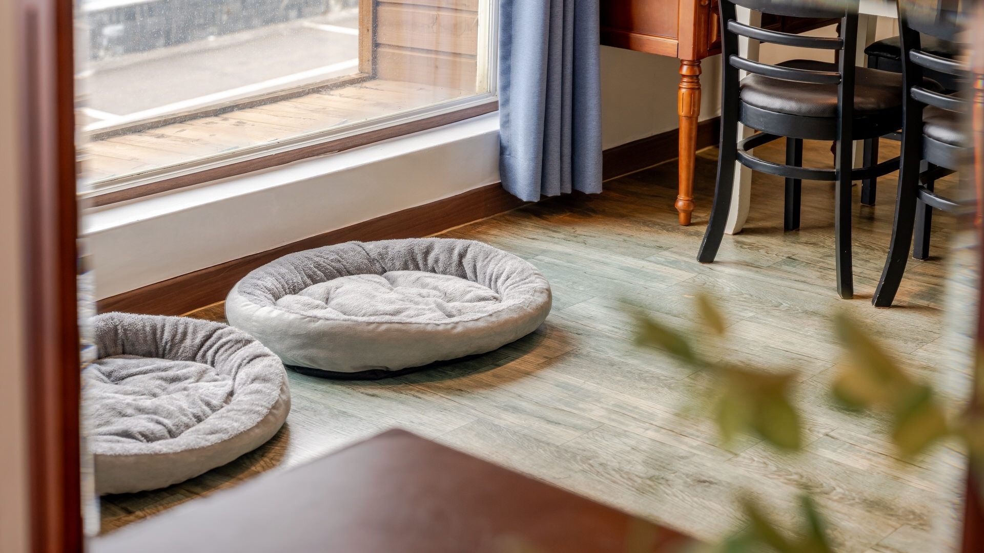 Una habitación con piso de madera, un ventanal con vista a la calle y dos camas para mascotas.