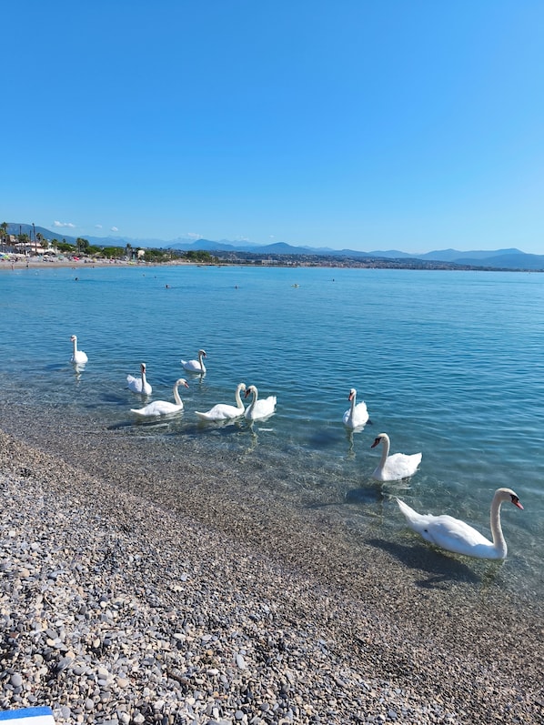 On the beach, sun loungers, beach towels - Apartment in wooded grounds, 500m from seafront. (Villeneuve Loubet)