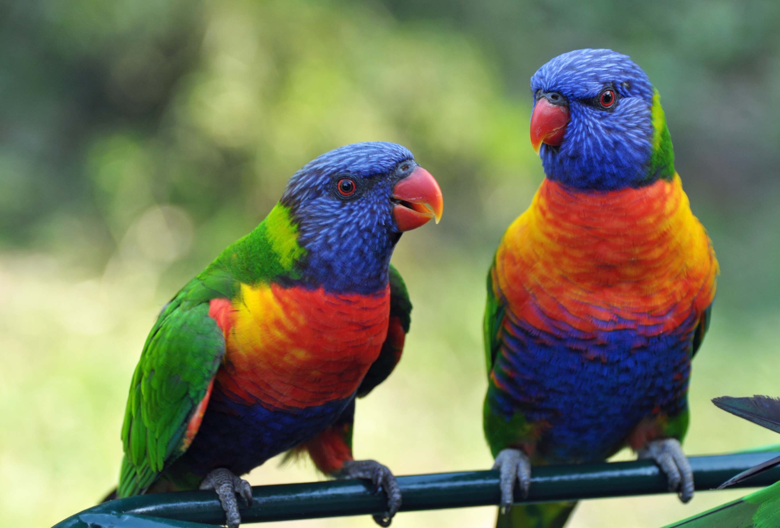 Two colorful parrots perched on a railing.