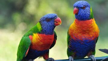 Two colorful parrots perched on a railing.