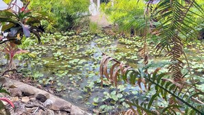 Un jardin paisible avec un étang, une végétation luxuriante et un kiosque.