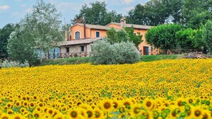 Una villa con un extenso campo de girasoles al frente.
