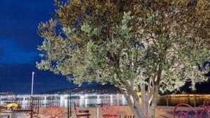 Un área de estar al aire libre con baldosas de piedra y sillas de metal rojas, un árbol y un edificio con luces al fondo.