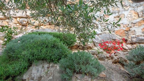 A garden with green shrubs and red flowers against a stone wall. - Apartment Mladen (Pakostane)