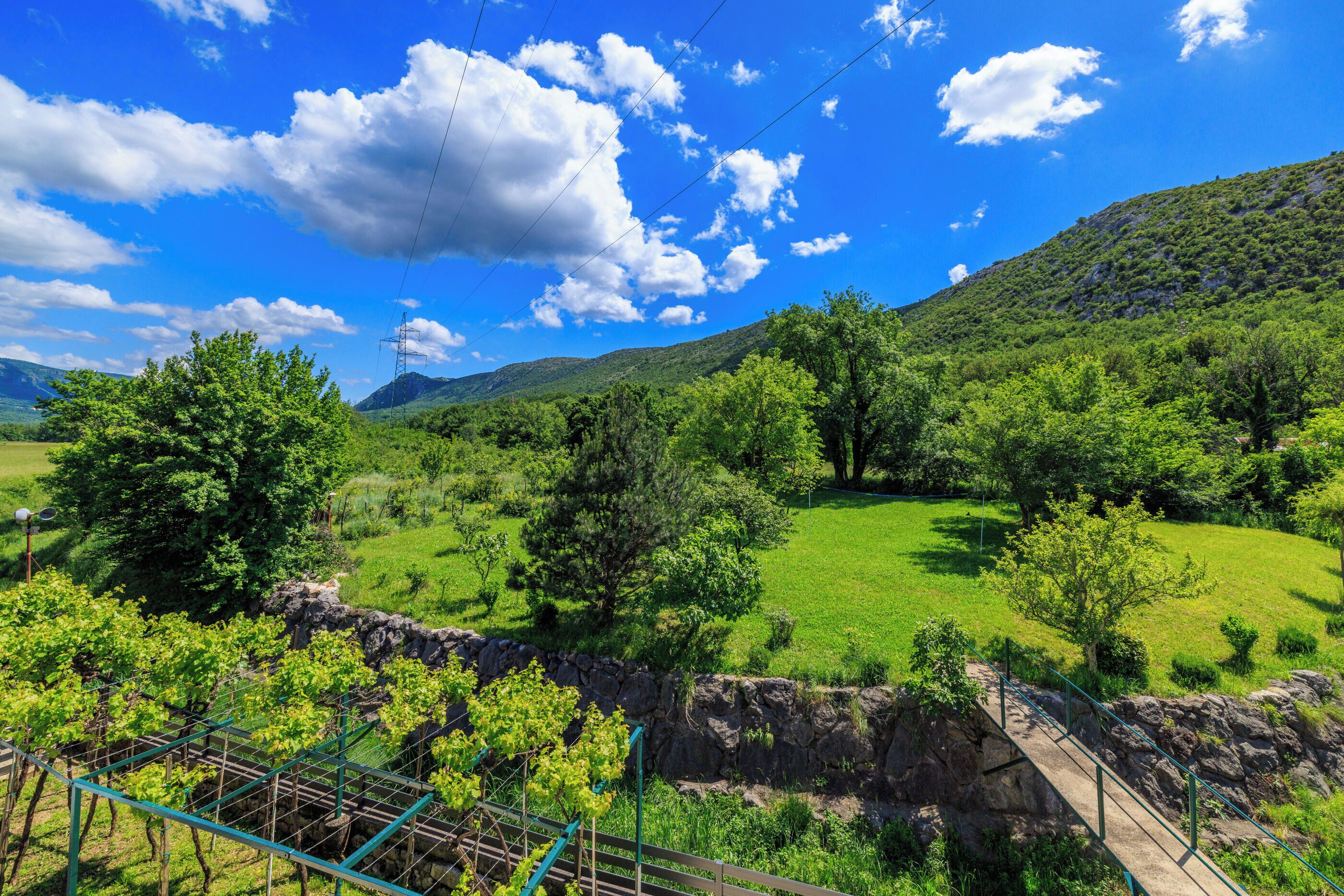 A vineyard with a stone wall and a metal fence in the foreground, a grassy field, and a hill with trees in the background.