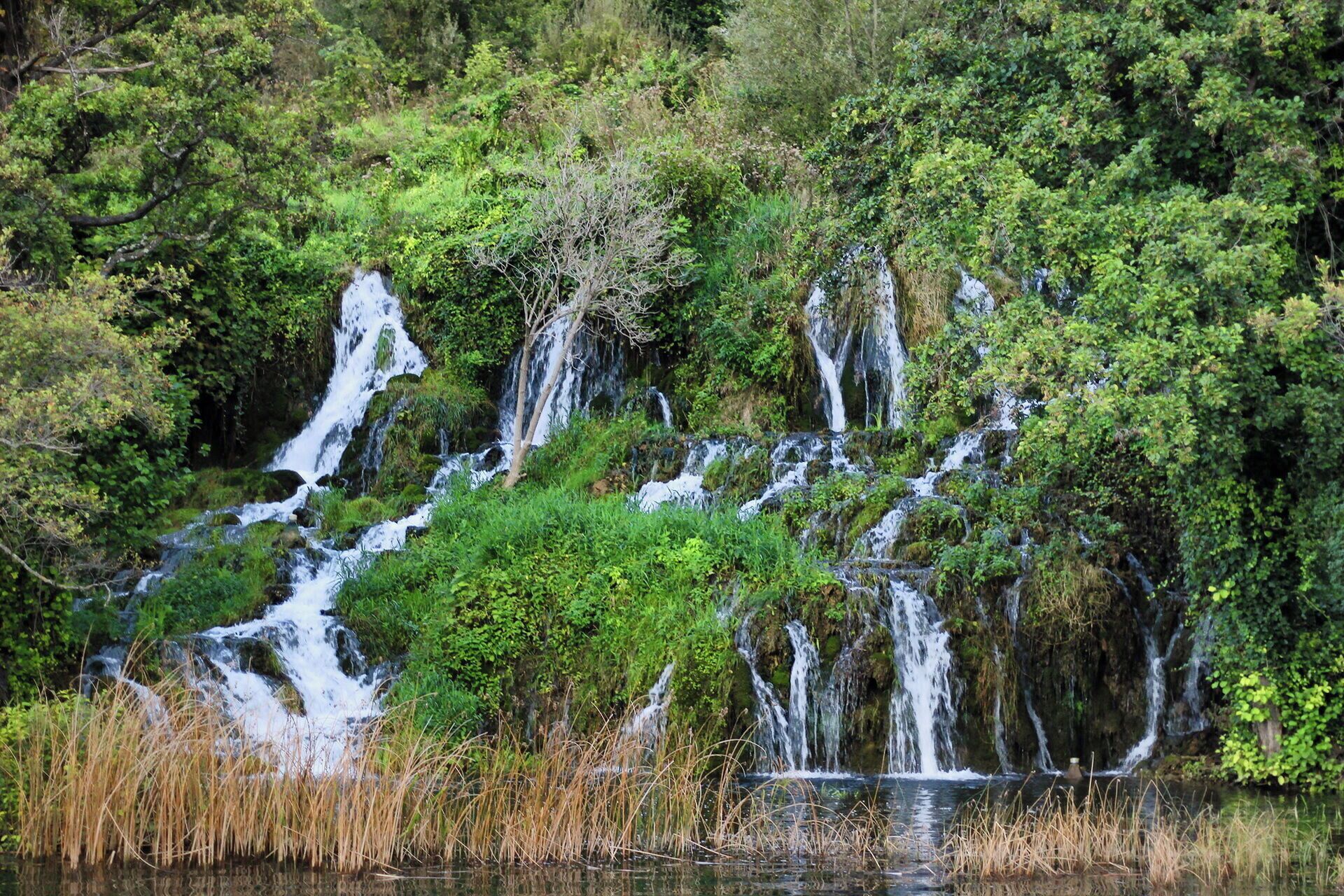 Una cascada rodeada de vegetación exuberante y árboles que la cubren.