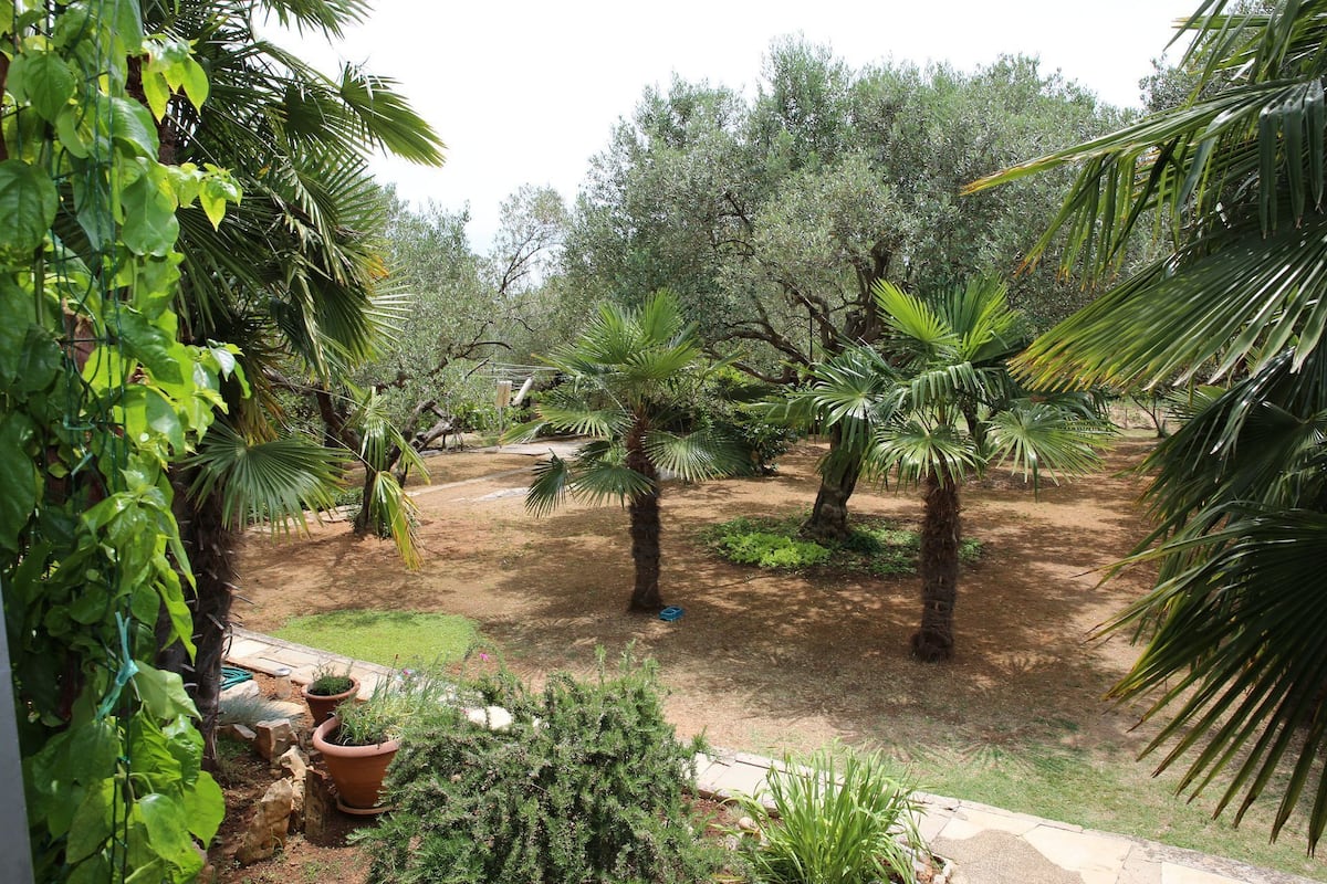 Un jardin avec différents types d’arbres, notamment des palmiers et des oliviers, et un sentier de terre.