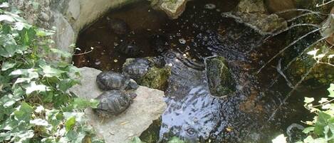 A natural pond with turtles and surrounding vegetation.
