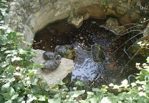 Miscellaneous - Apartments Antisa (Tucepi)