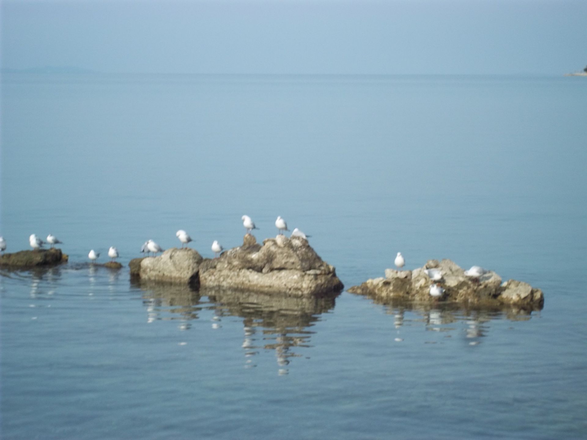 A calm body of water with several rocks and seagulls perched on them.