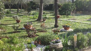 A garden with various potted plants and trees, a stone pathway, and a small pond. - Apartment Ivan (Zadar)