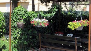 A bench under a pergola with hanging flower baskets. - Apartment Ivan (Zadar)