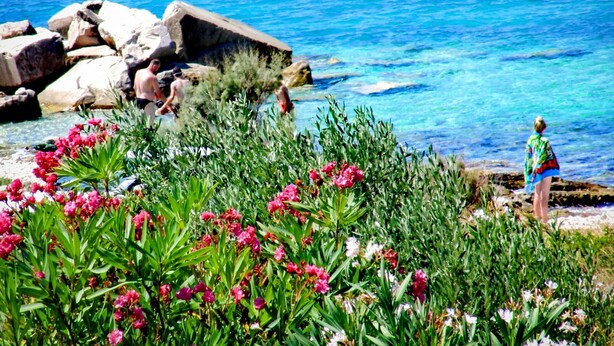 Una zona costiera con acque cristalline, formazioni rocciose e vegetazione rigogliosa con fiori rosa.
