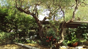 Un jardín con un árbol, plantas en macetas y un sendero de piedra.