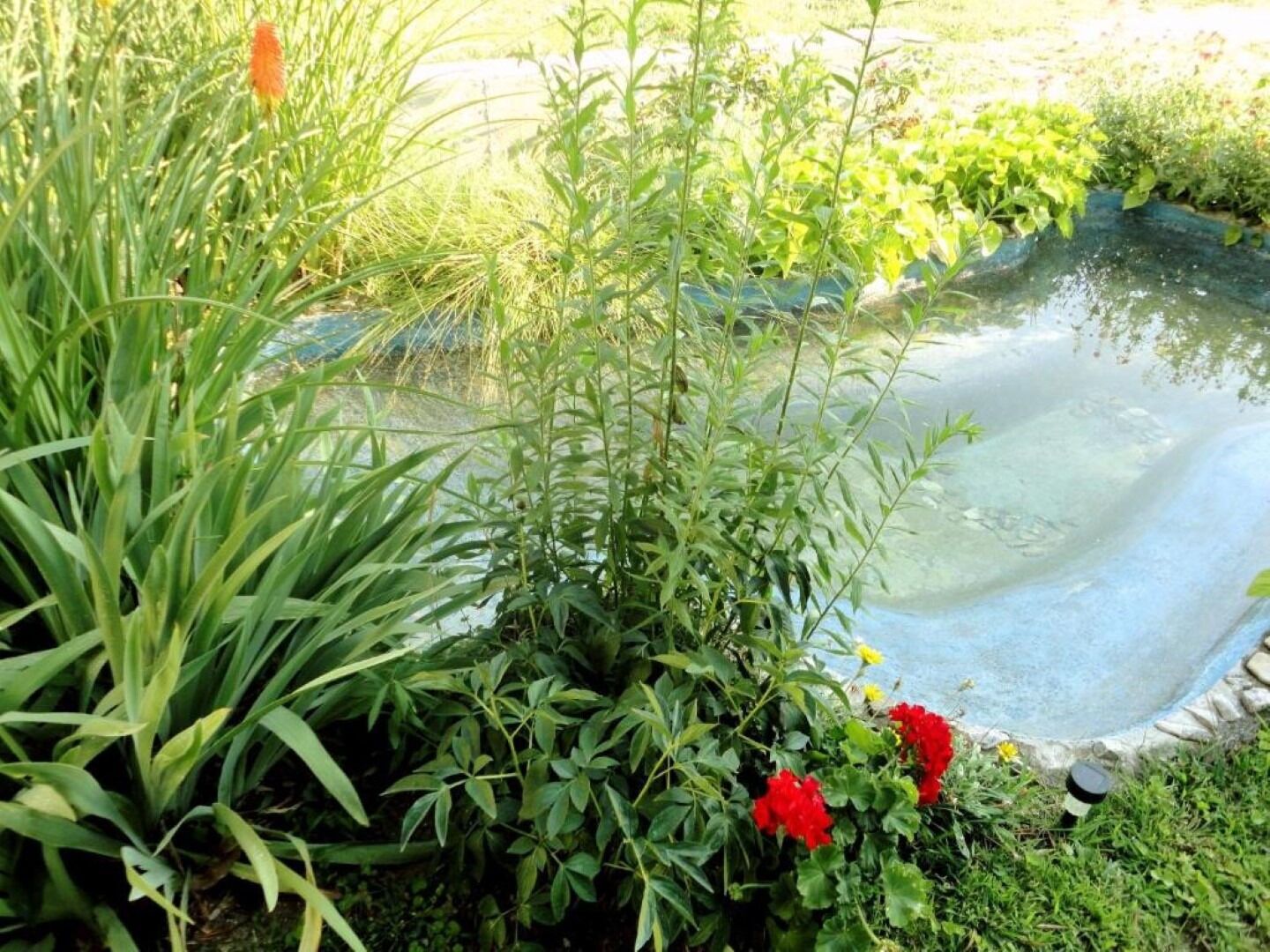 Un jardín con un estanque, diversas plantas y flores.