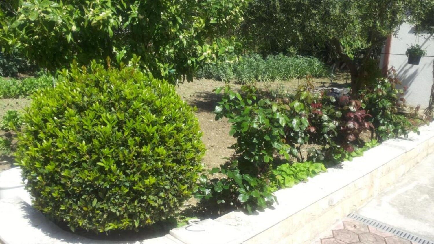 A garden with various shrubs and plants, a paved walkway, and a wall.