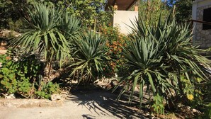 A garden with agave plants and a stone building with a wooden roof. - House Paulo1 (Vis)