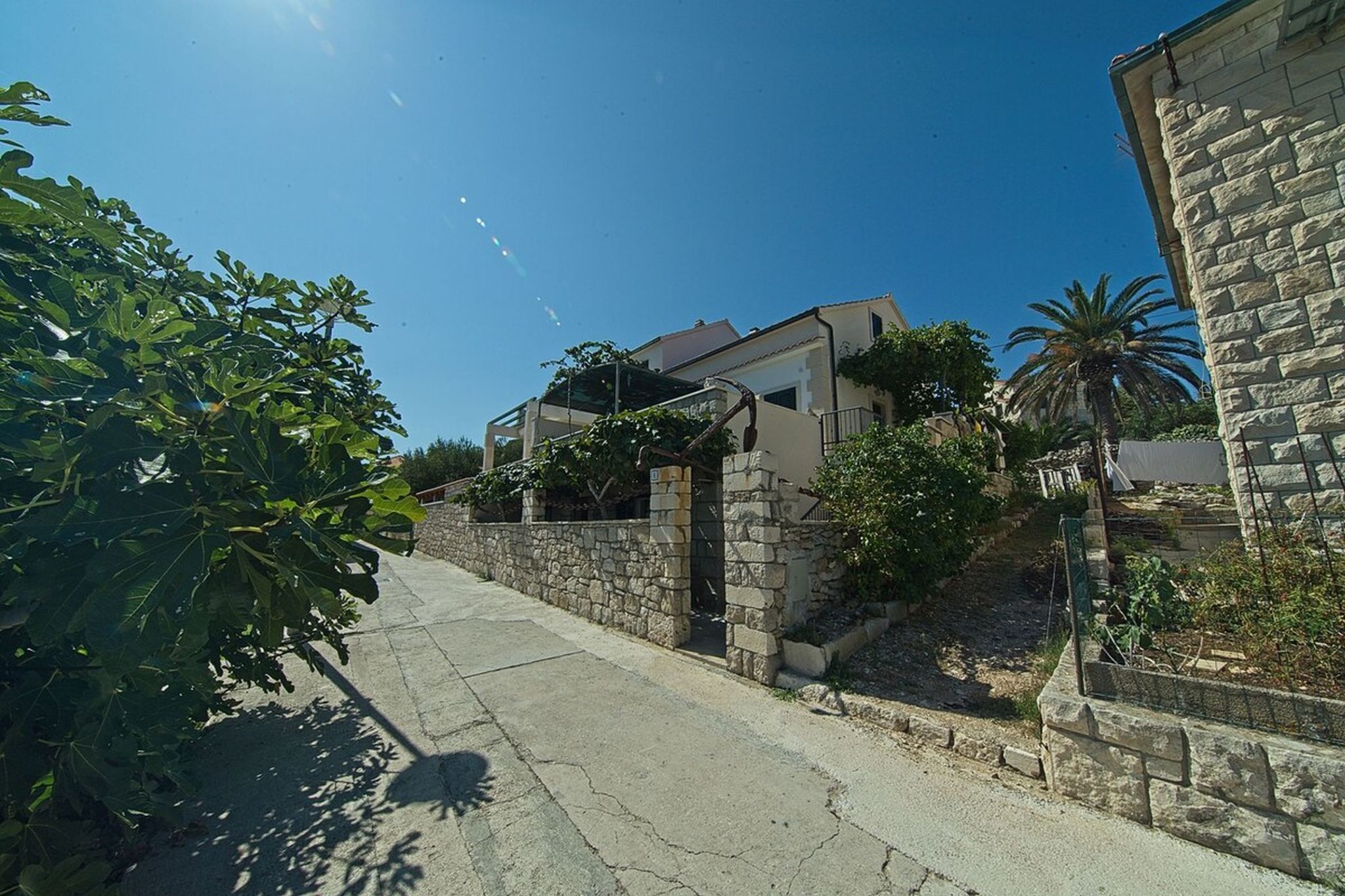 Una calle residencial con muros de piedra, una casa moderna y un árbol de higos.