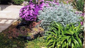 Um jardim costeiro com diversas plantas e um barco atracado à beira-mar.