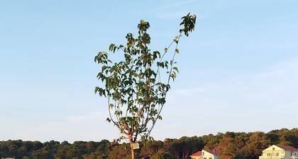 Apartments Grbac Veli Rat-seaside