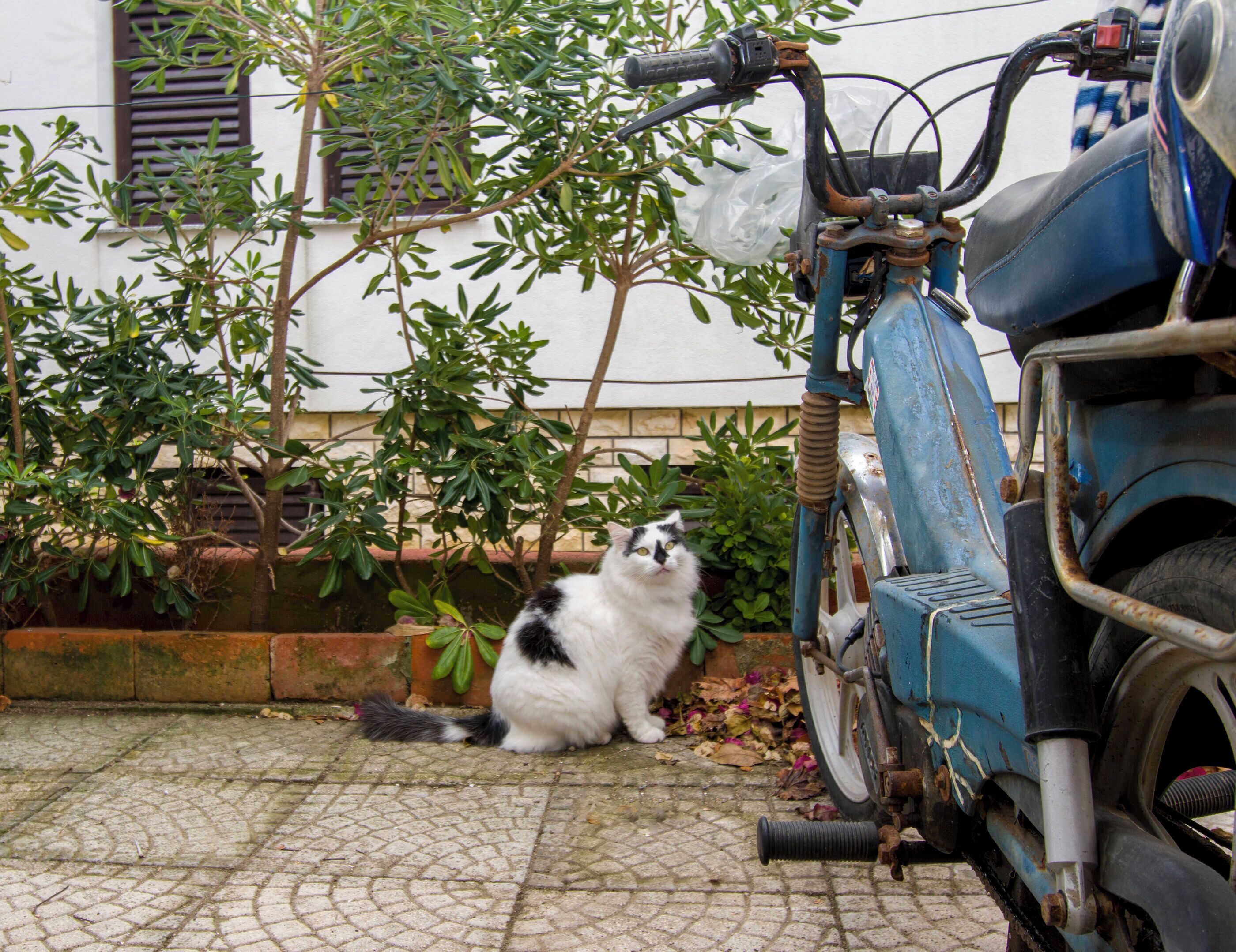 Un chat est assis sur une surface pavée, à côté d’un vélo bleu dont le cadre est rouillé.