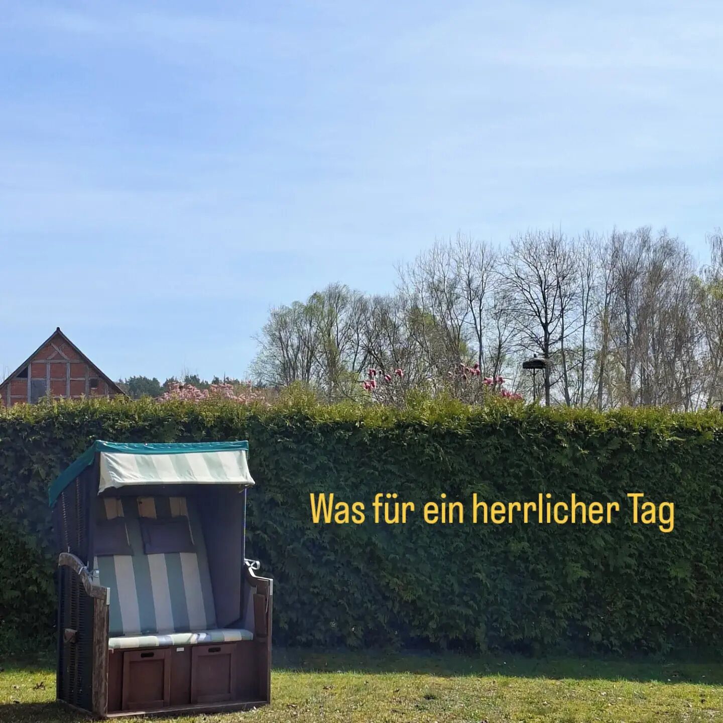 Ein Garten mit einem Stuhl und einer Hecke.
