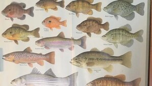 A wall with various fish illustrations. - Air bnb or vacation getaway on Cumberland river! (Burnside)