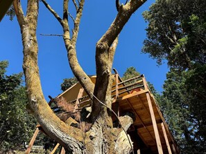 Miscellaneous - Gorgeous Safari Tent with Incredible Views in Kings Mountain, California (Redwood City)