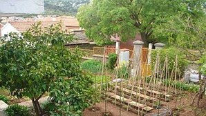 Un jardín con diversas plantas y una estructura de enrejado.
