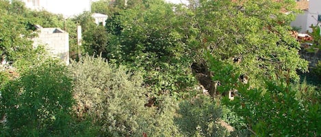 Apartment (A2) | Terrace/patio