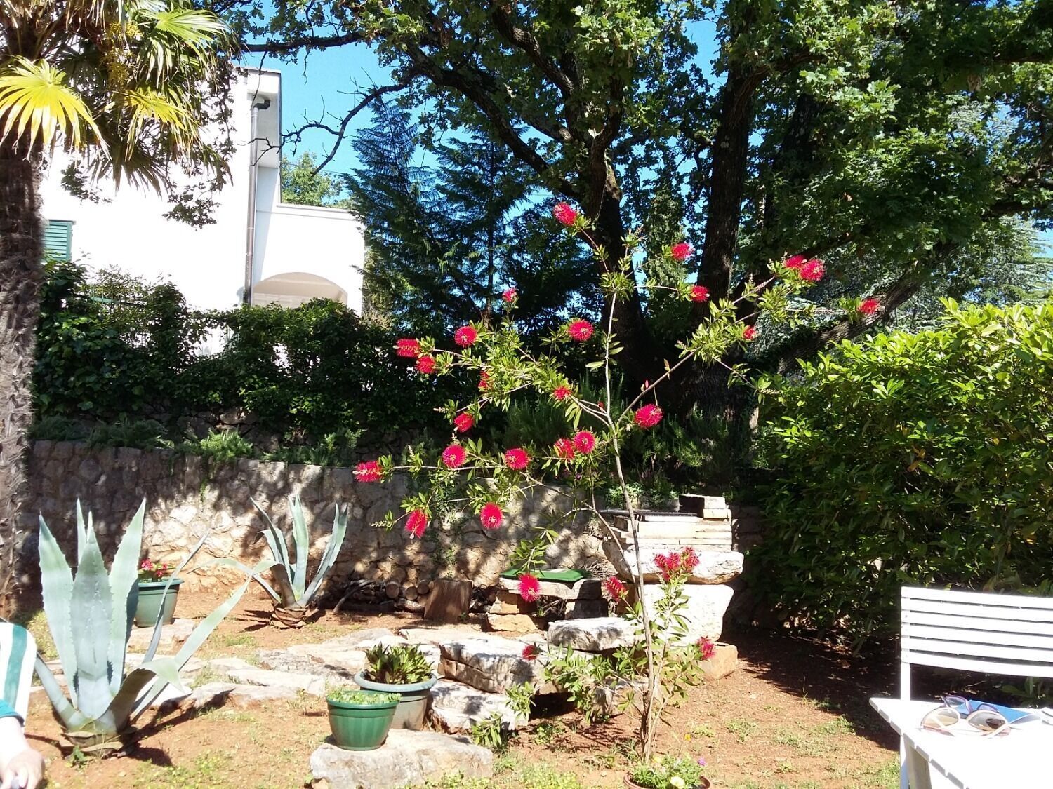 Ein Garten mit einer weißen Bank, Kübelpflanzen und einem Baum mit roten Blüten.
