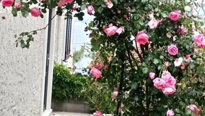 Un jardín con rosas rosas y un sendero de hormigón que lleva a un edificio.