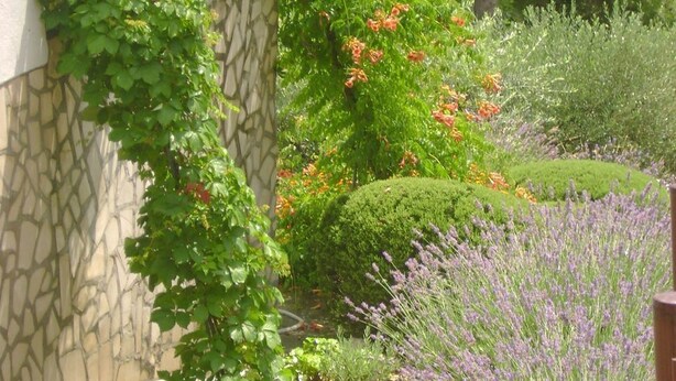 A garden with various plants, a stone wall, and a neatly trimmed hedge. - Apartment Roko (Vis)