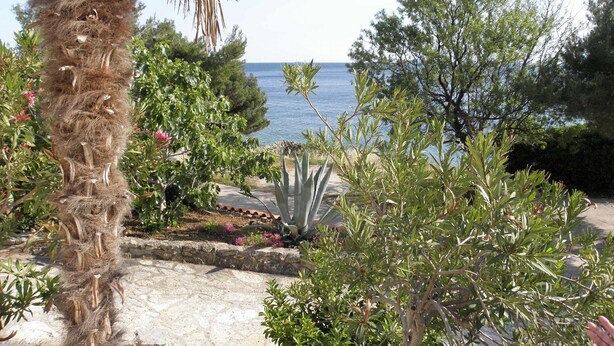 A garden with a palm tree, various shrubs, and a view of the sea. - Apartments Marija (Murter-Kornati)