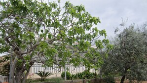 A garden with a tree, a building, and a stone wall. - House Vesnad (Seget)