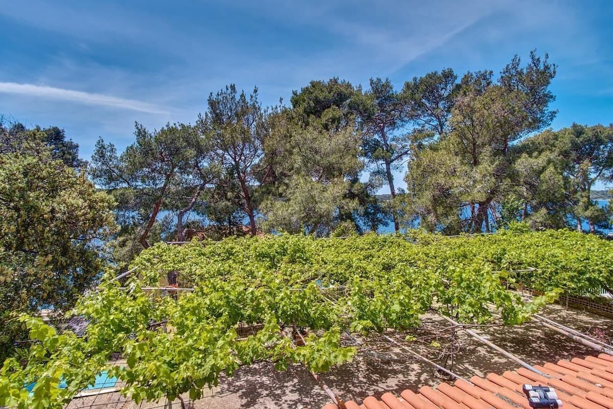 A vineyard with rows of grapevines under a clear sky.