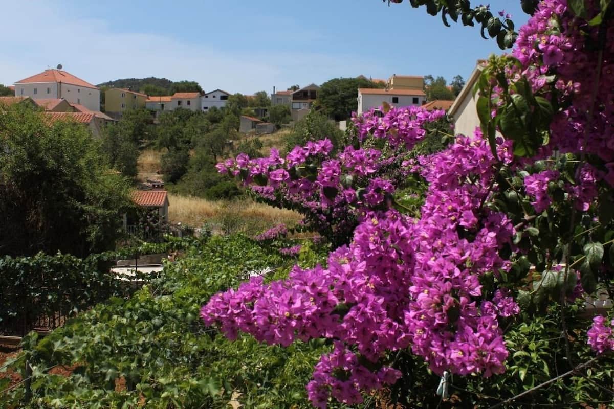 A residential area with houses, a garden, and bougainvillea flowers.