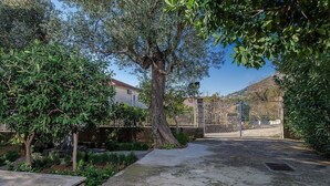 Une cour avec un grand arbre, une porte en métal et une zone pavée.
