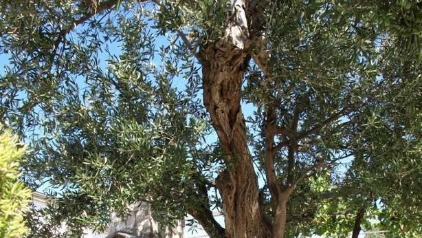 Cucina esterna in pietra con un camino, immersa nel verde e circondata da un muro in pietra.