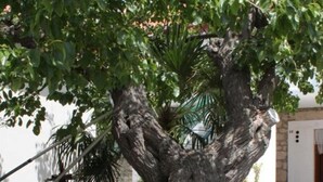 A tree-lined pathway leading to a building with a stone facade and a door. - Apartments Tonci (Kali)