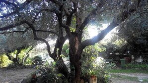 A large tree with a stone border and potted plants in a garden setting. - Apartment Dane (Makarska)