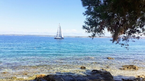 A clear coastal view with a sailboat on the water, rocky shoreline, and a tree branch overhanging. - Apartment Brane (Preko)