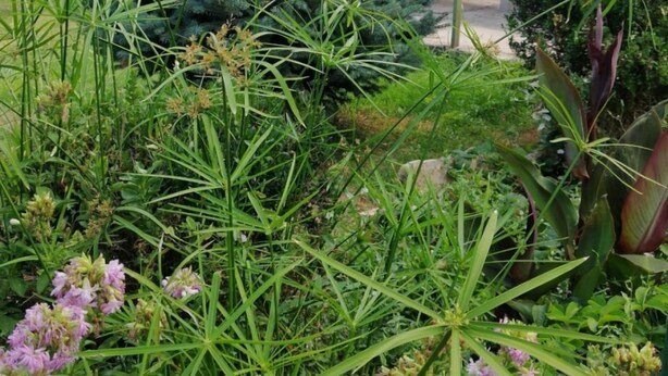 Un rigoglioso giardino con diverse piante e alberi, tra cui un imponente conifero e piante da fiore.