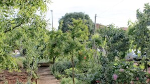 Un jardin avec différentes plantes et fleurs, un sentier et des voitures garées.