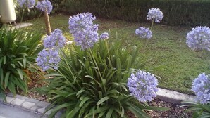 Un jardin où poussent des fleurs violettes et un feuillage vert.