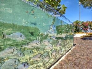 Et stort akvarium med fisk, en belagt sti og en bygning med en glasfacade.