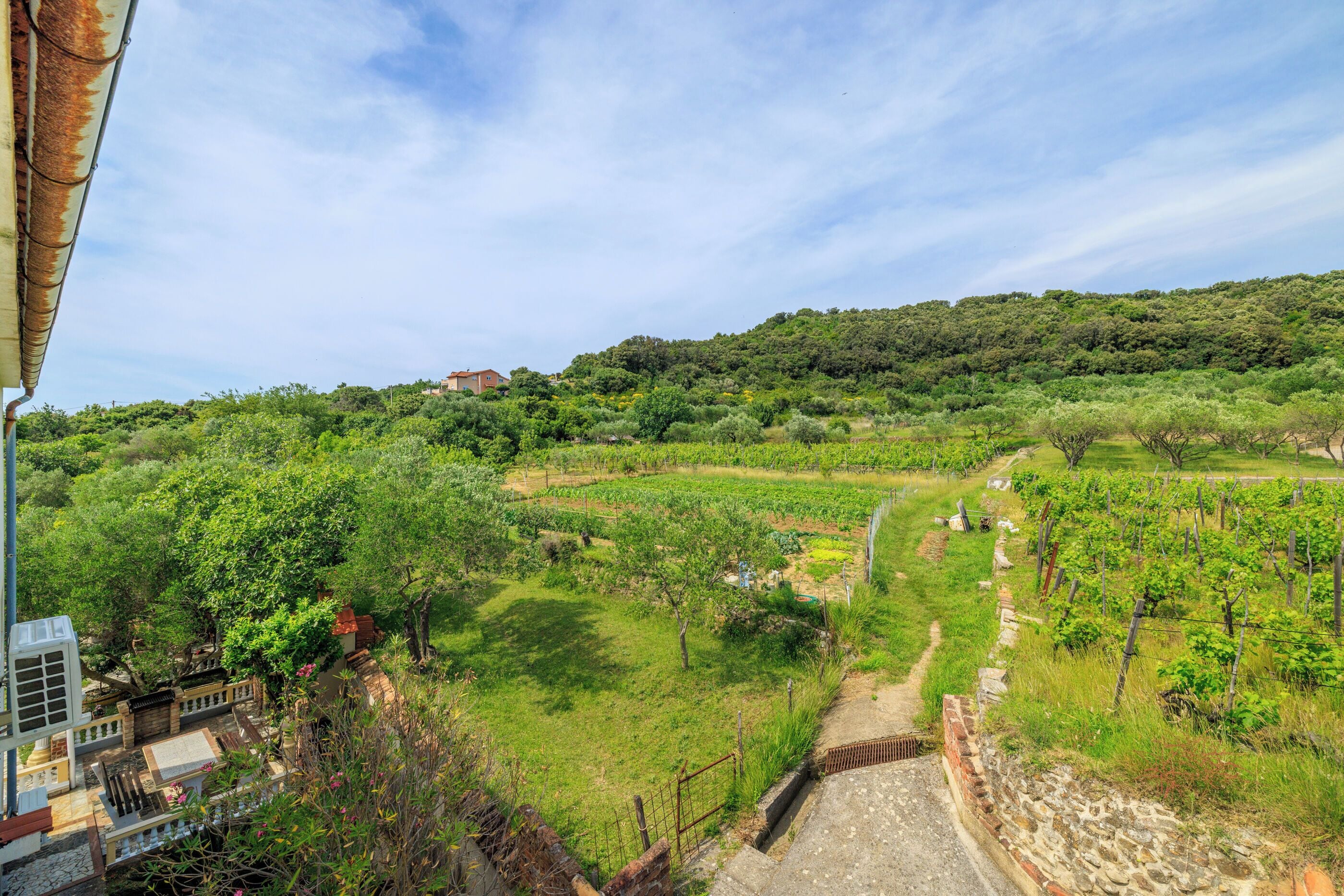 A vineyard with rows of grapevines, a stone pathway, and a building in the background.